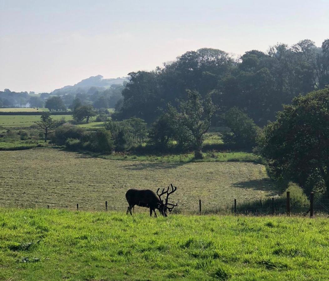 The Reindeer Retreat Buttercup Twin Hotel Kidwelly ภายนอก รูปภาพ
